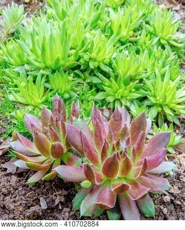 Set Of Succulents Saxifrage, Molodilo, Ochitok In A Group Of Close-ups In The Botanical Garden In Su