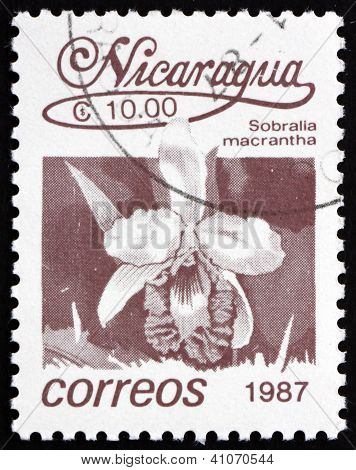 Postage stamp Nicaragua 1987 Large-flowered Sobralia, Orchid
