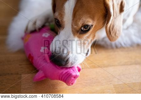 Beagle Dog Biting And Chewing On Squeaky Rubber Toy On A Floor.