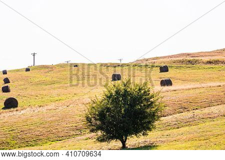 Agricultural Field With Haystacks, Stack Of Round Hay Bales. Hay Balls On A Field.