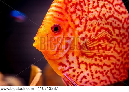Orange Discus Fish Detailed Closeup In Fishtank