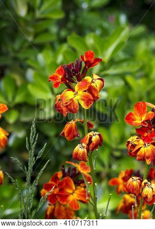 The Brightly Colored Spring Flowers Of Erysimum Cheiri (cheiranthus) Also Known As The Wallflower. V