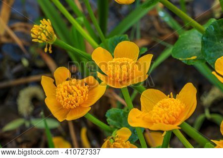 Marsh Marigold With Many Flowers. Detail Of Three Opened Yellow Flowers With Pollen On Pistils. Gree