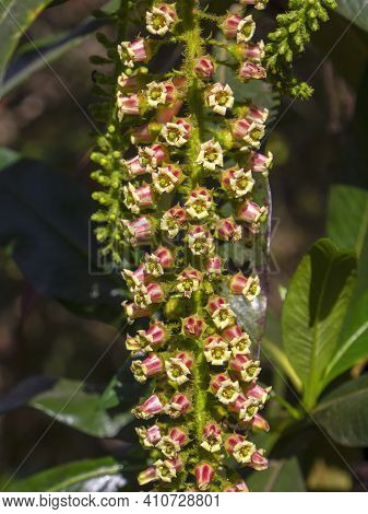Macro Photography Of Escallonia Pendula Flowers, Captured In A Forest Near The Colonial Town Of Vill