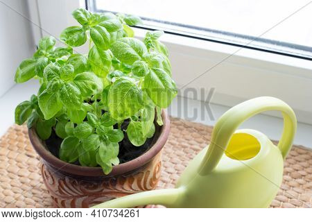 Green Basil Leaves Grow On The Windowsill.
