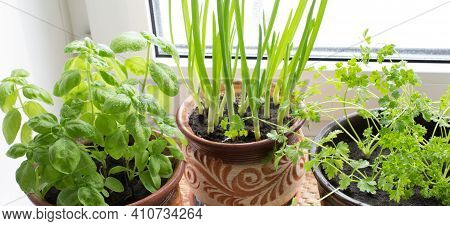 Green Basil, Onion, And Parsley Leaves Grow In Pots On The Windowsill.