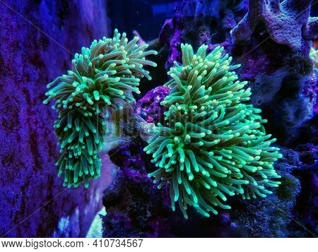 Euphyllia Torch Is One Of The Most Beautiful Addition For Coral Reef Aquarium Tank