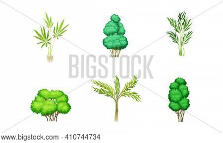 Trees With Exuberant Green Foliage And Trunk Vector Set
