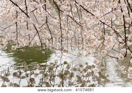 Cherry Blossom och dammen i Japenese trädgård