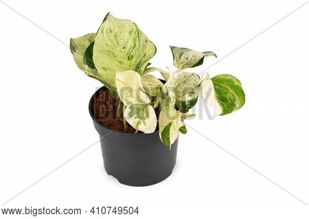 Tropical Pothos Houseplant With Botanic Name Epipremnum Aureum Manjula In Flower Pot Isolated On Whi