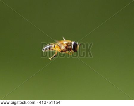 European species of hoverfly (epistrophe eligans) flying