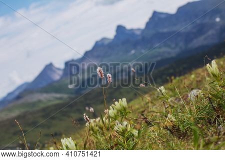 Pink Mountain Flower On A Hillside. The Nature Of Russia In The Summer And Spring Seasons.