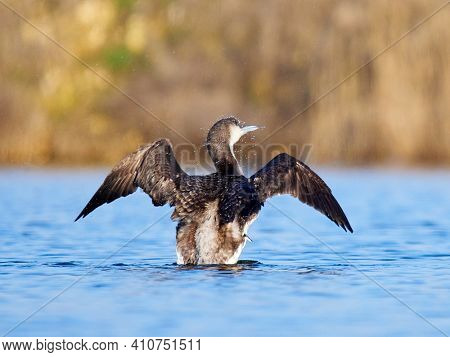 Black-throated diver (Gavia arctica) in natural habitat