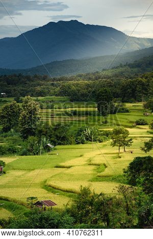The Scenery Of The Golden Terraced Rice Field At Pua In Nan Province, Thailand.