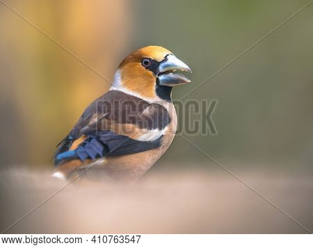 Hawfinch (coccothraustes Coccothraustes),male Bird Of This Great Colorful Songbird, Foraging On The 