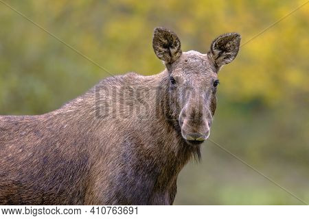 Moose (alces Alces). Elk Female Portrait In The Forest On A Rainy Day. Beautiful Animal In Natural H