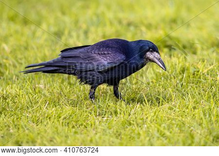 Portrait Of Eurasian Rook (corvus Frugilegus). Black Bird With Bare Base Of Bill Walking In Grass An