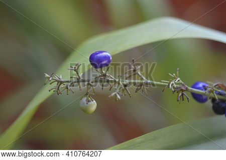 Bamboo Flax Lily Friuit - Latin Name - Dianella Bambusifolia