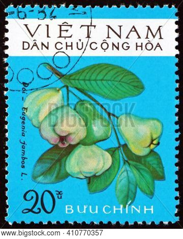 Vietnam - Circa 1975: A Stamp Printed In Vietnam Shows Edible Fruit Of Rose Apple, Eugenia Jambos, S