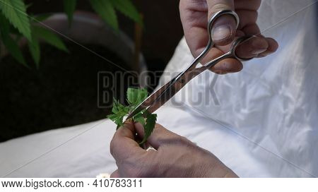 Cutting The Sharp Ends Of The Marijuana Leaf With Scissors For Subsequent Cloning Close-up, Making C