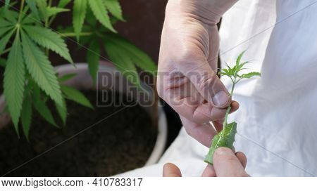 Making Marijuana Clones From Lower Twigs With Trimmed Leaf Edges Using The Pulp Of Aloe As A Root Fo