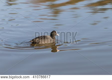 Coot With Bright Red Eyes Swimming On A Lake