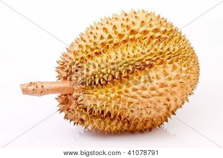 Durian Tropical Fruit Of  Thailand In Isolated