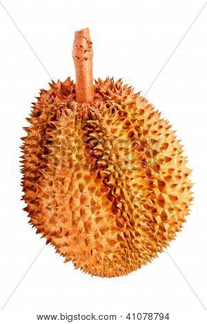Durian Tropical Fruit Of  Thailand In Isolated