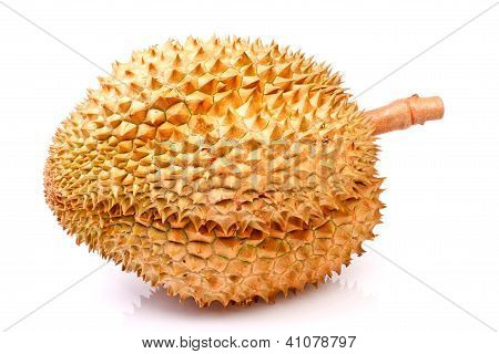 Durian Tropical Fruit Of  Thailand In Isolated