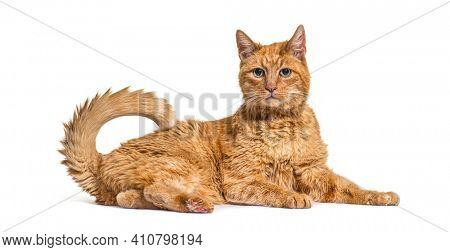 Very old ginger cat with with lentigo on noise and lips