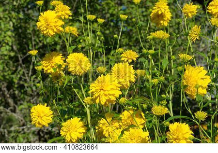Rudbeckia Laciniata, Or Golden Balls Blooms In The Summer Garden