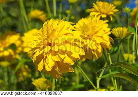 Blooming Rudbeckia Laciniata, Or Golden Balls In The Garden Close-up