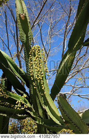 Cactus. San Pedro Cactus aka Echinopsis pachanoi going to seed after its flowers were pollinated. Widely grown as an ornamental cactus it is enjoyed by people world wide.