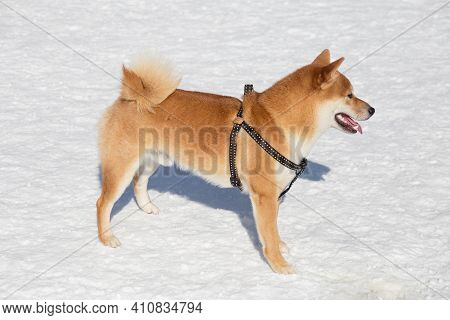 Cute Shiba Inu Puppy Is Standing On White Snow In The Winter Park. Pet Animals. Purebred Dog.