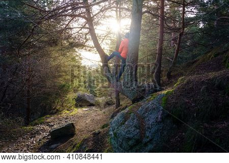 Man Sitting On His Back On A Large Tree In Green Landscape, Looking At The Sun At Sunrise. Madrid Mo