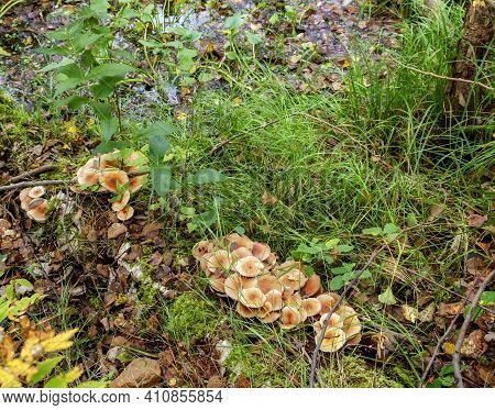 Mushrooms Paxillus Or Honey Fungus On A Swamp Group In Autumn On A Rotten Birch, Top View.