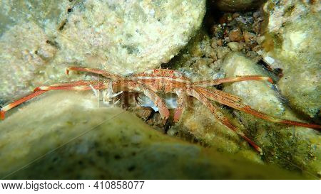 Sally Lightfoot Crab (percnon Gibbesi), Aegean Sea, Greece, Cape Sounio