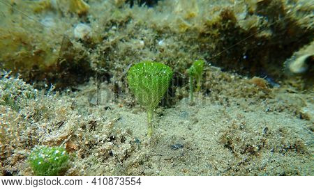 Green Aglae (penicillus Capitatus) Undersea, Aegean Sea, Greece, Cape Sounio. Former Latin Name Peni