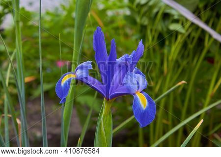 One Dutch Blue Iris Flower In The Garden Blooms