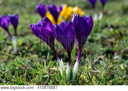 First Spring Flowers, Blossom Of Purple Crocusses In Forest