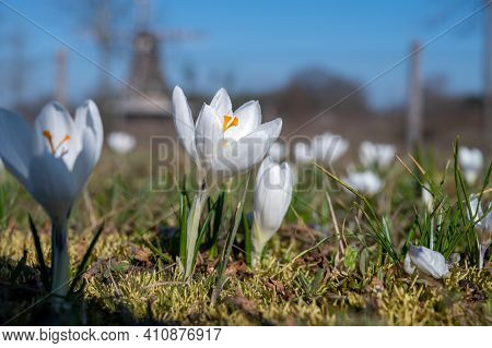 Spring In The City, Blossom Of White Crocusses In Sunny Day