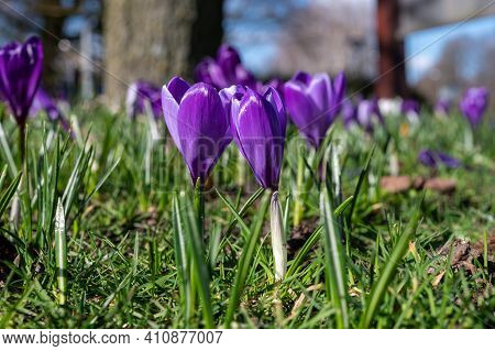Spring In The City, Blossom Of Colorful Crocusses In Sunny Day