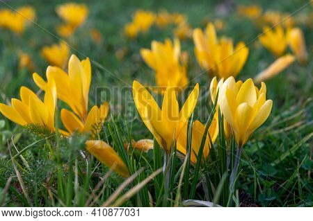 First Spring Flowers, Blossom Of Yellow Crocusses