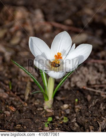 First Spring Flowers, Blossom Of White Crocusses And Flying Bee