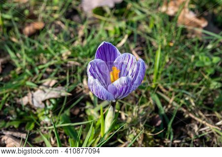 First Spring Flowers, Blossom Of Purple Crocusses