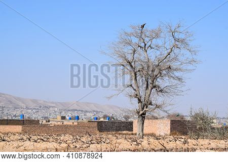 Summer Quetta City View. Old Dry Tree Blue Sky Sunny Day Landscape Baluchistan Travel