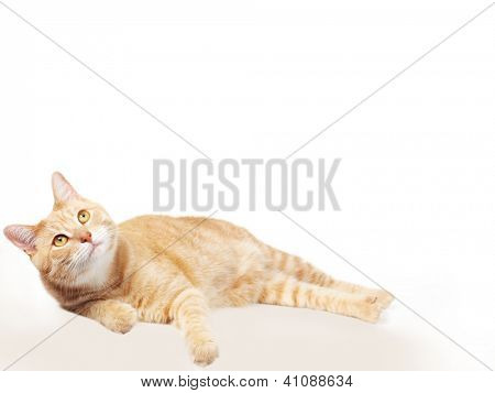 Ginger Cat na białym tle nad białym tle. Portret zwierzę.