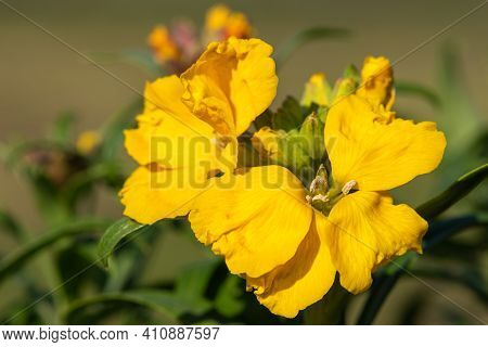 Close Up Of A Yellow Wallflower (erysimum Cheiri) In Bloom