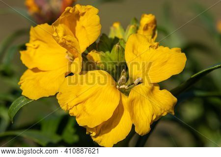 Wallflower (erysimum Cheiri)