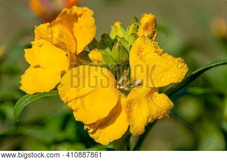 Wallflower (erysimum Cheiri)